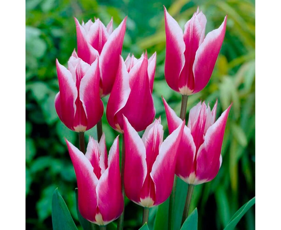 Тюльпан Плейтайм