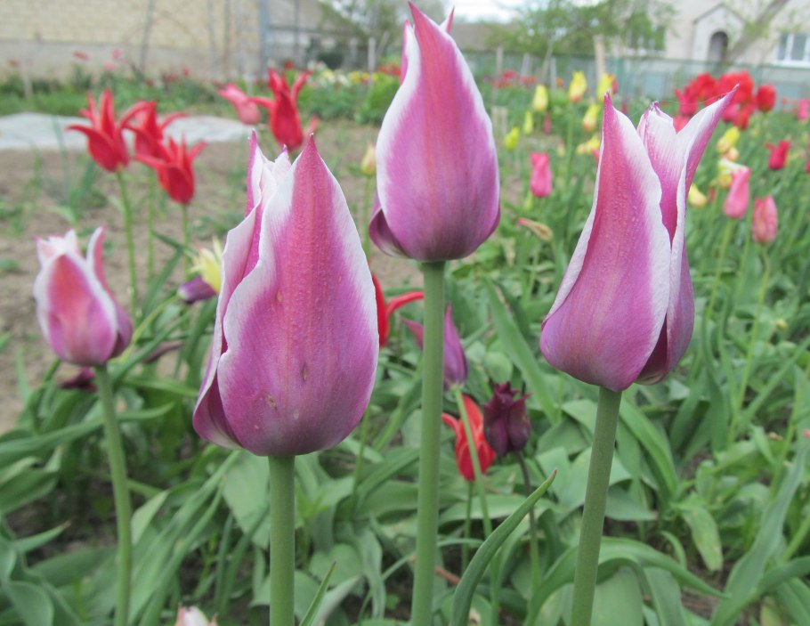 Тюльпан Marilyn