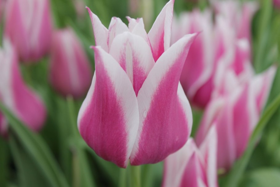 Тюльпан сорт Вест Пойнт