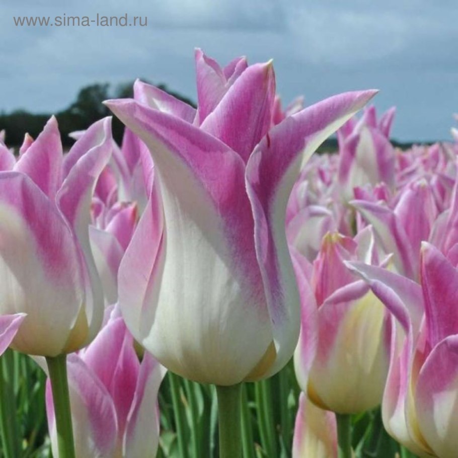 Тюльпан Файер Вингс