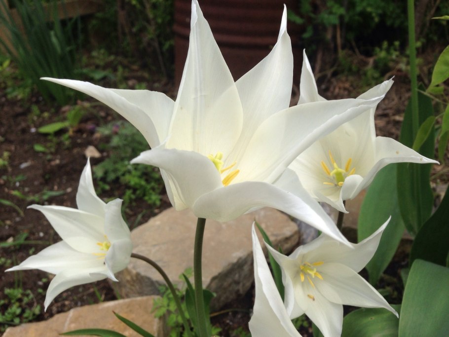 Тюльпан лилиецветный Мэрилин