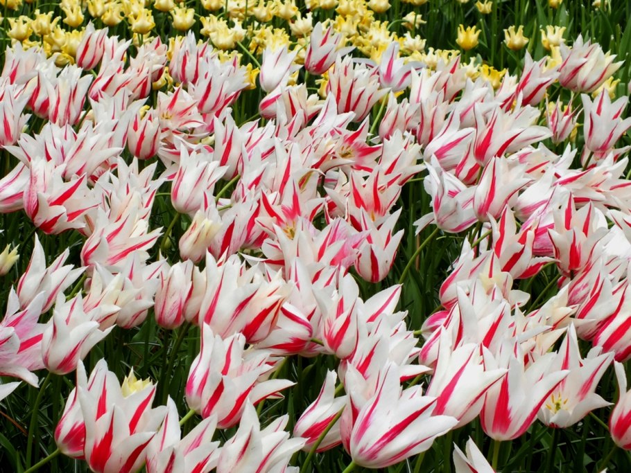 Тюльпан лилиецветный Файер Винкс