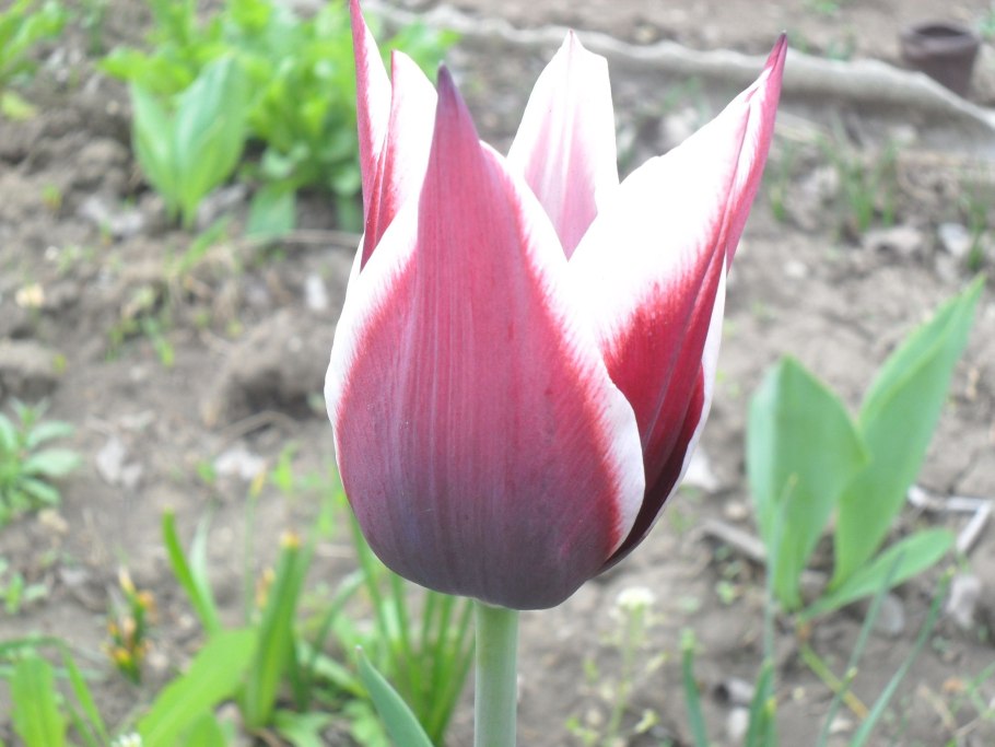 Тюльпан Ballade Lady