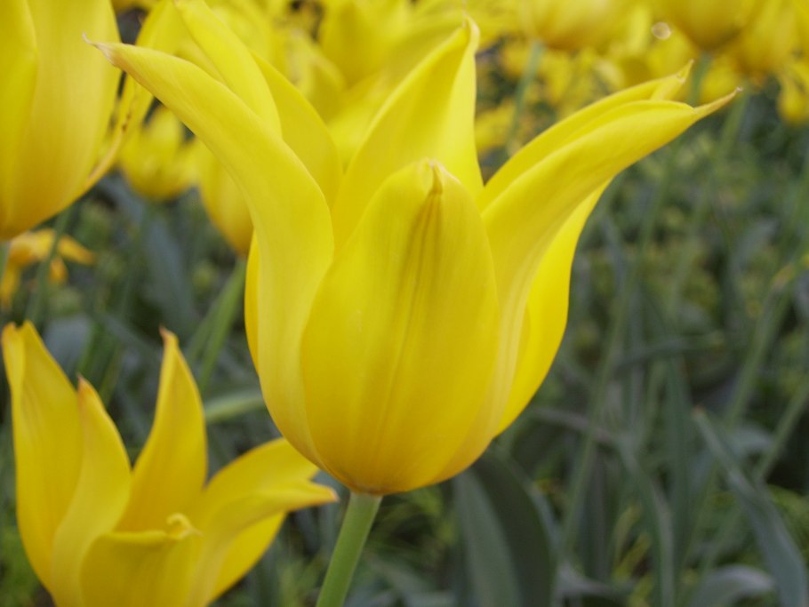 Тюльпан лилиецветный вест пойнт