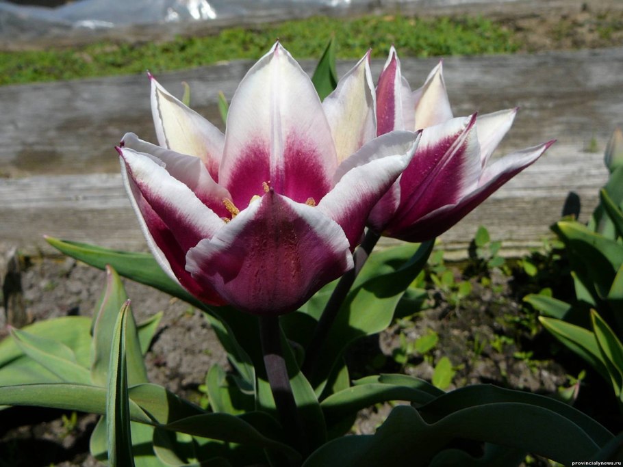 Тюльпан Фабио