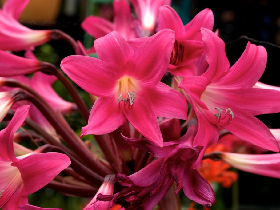 Амариллис беладонна