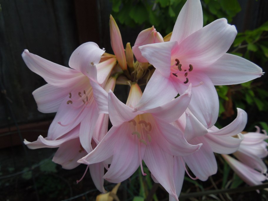 Гиппеаструм Belladonna