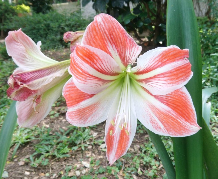 Амариллис Flamenco Queen