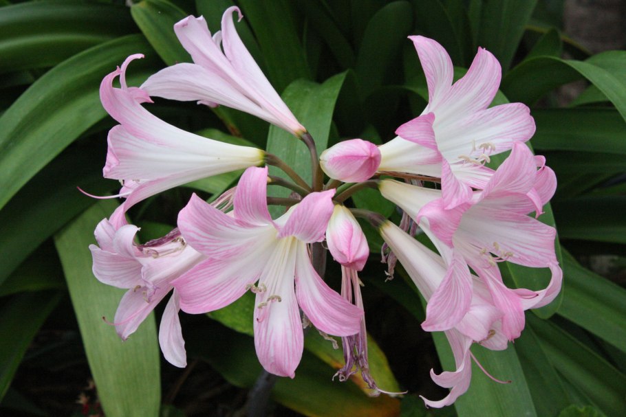 Гиппеаструм белладонна