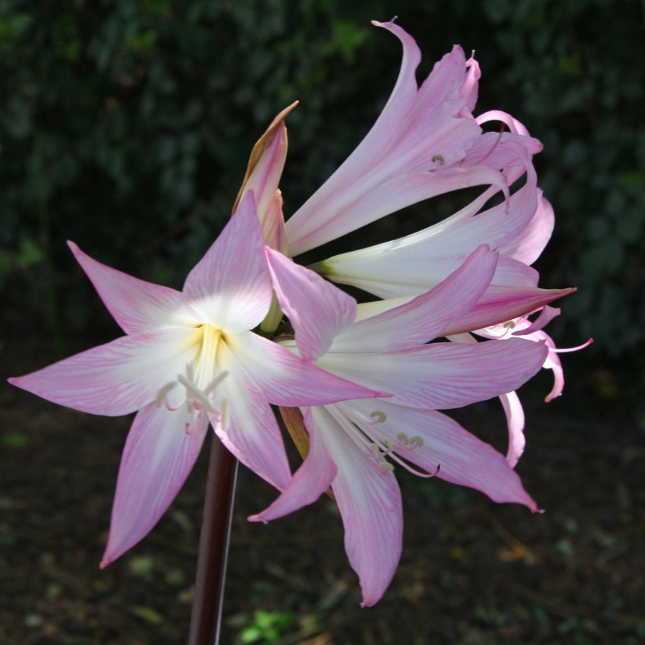 Амариллис белладонна розовый садовый