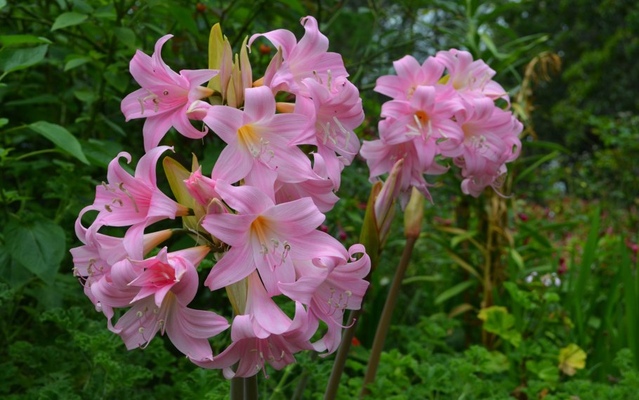 Amaryllis paradisicola
