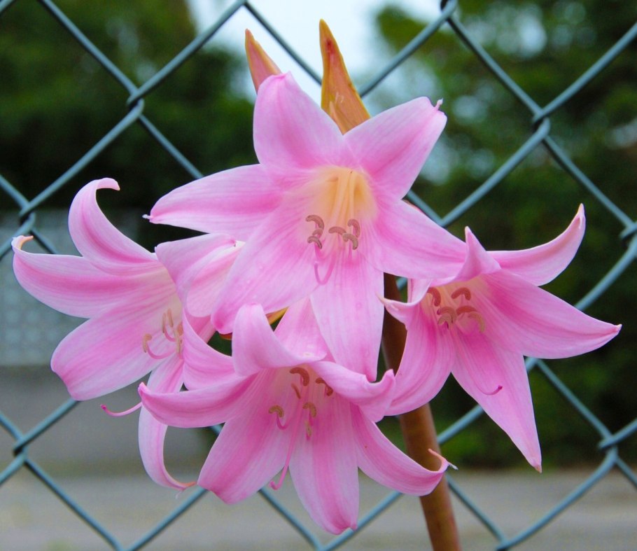 Alstroemeria Pelegrina