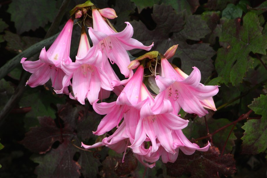 Амариллиса белладонна