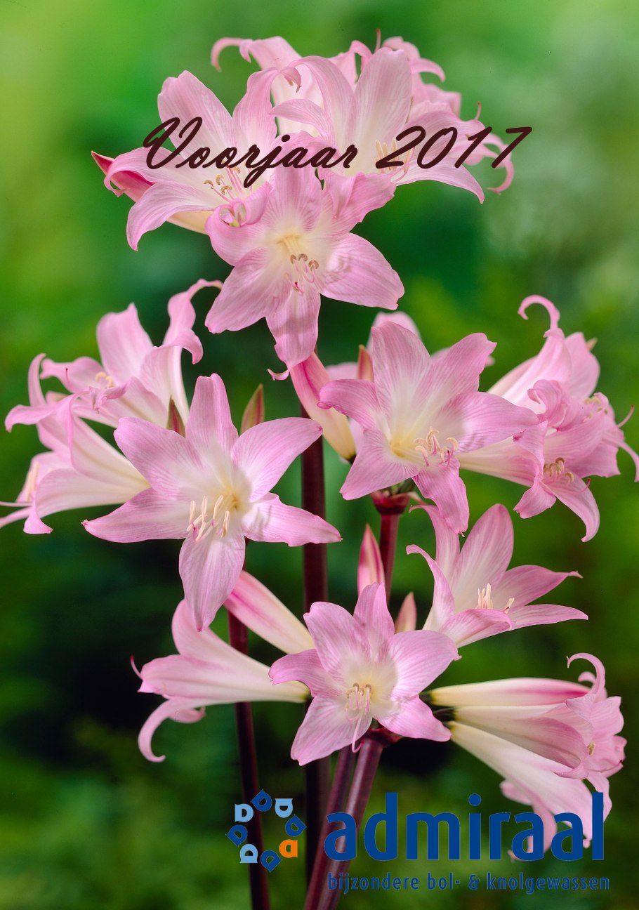 Амариллис белладонна розовый садовый