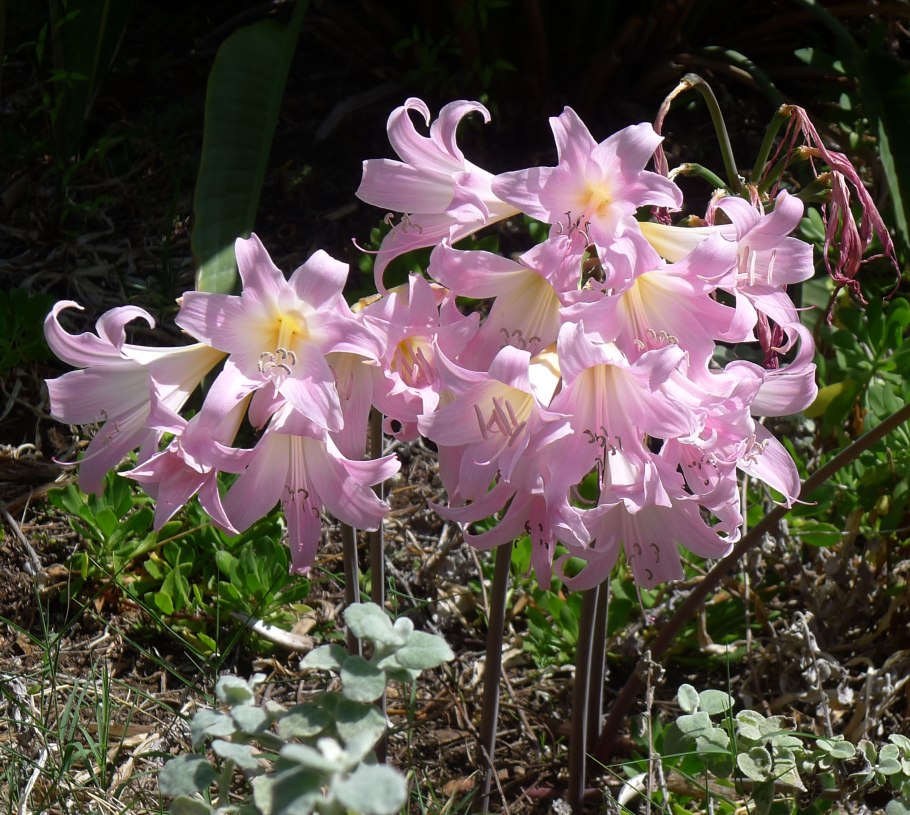 Amaryllis belladonna
