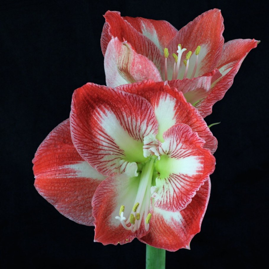 Гиппеаструм сорт минерва