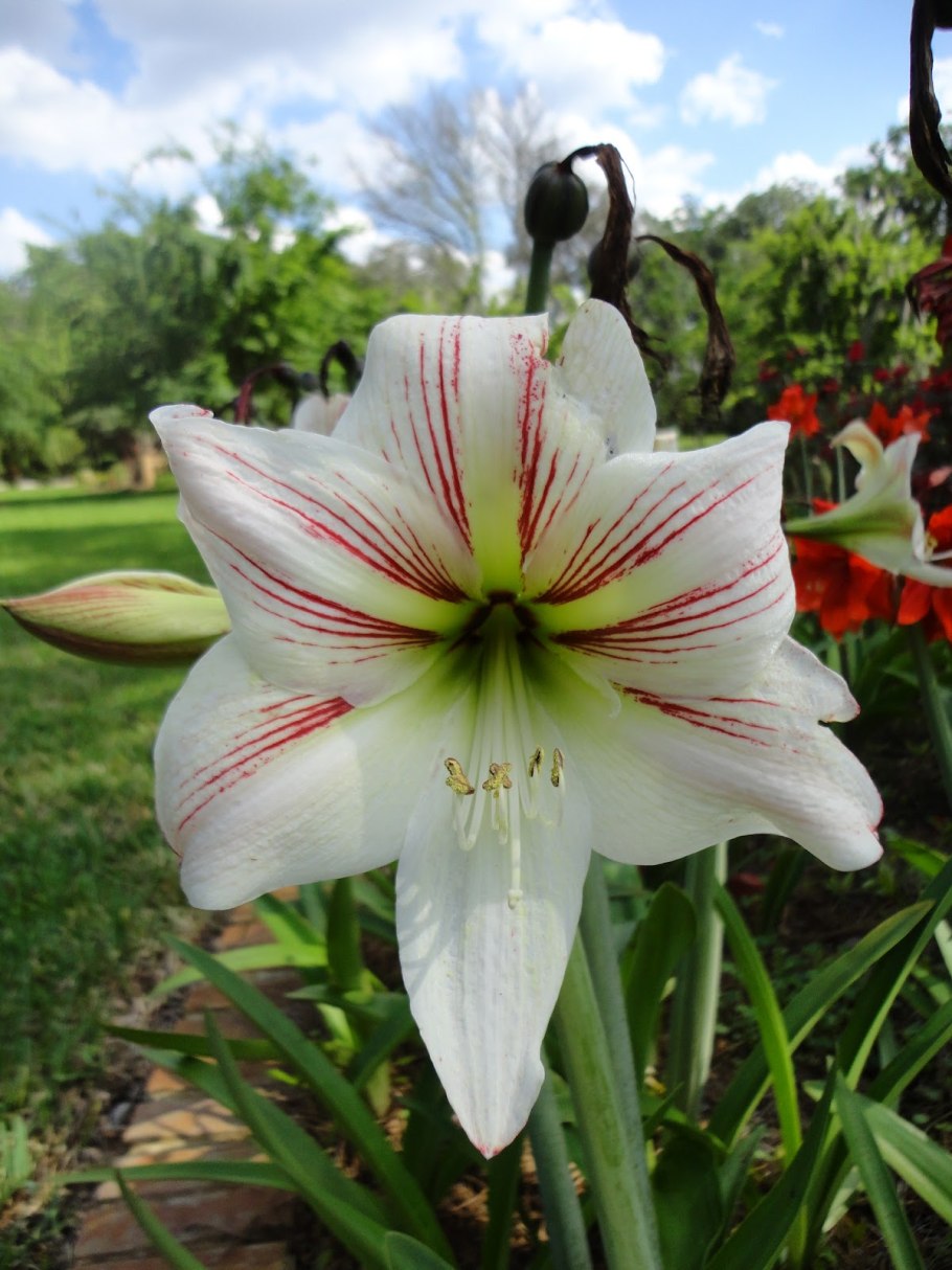 Амариллис белладонна комнатный