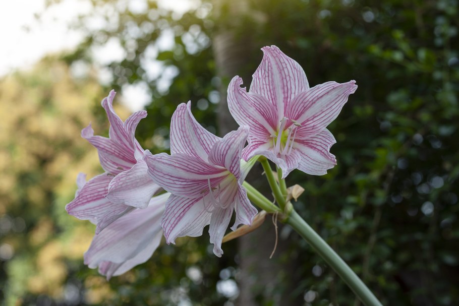 Hippeastrum reticulatum