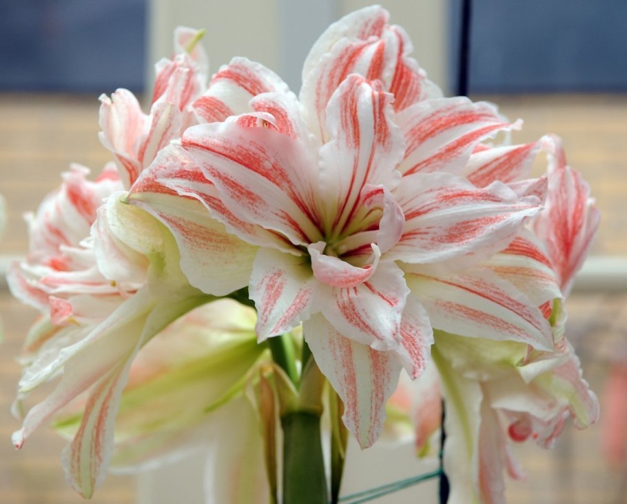 Амариллис белладонна комнатный цветок