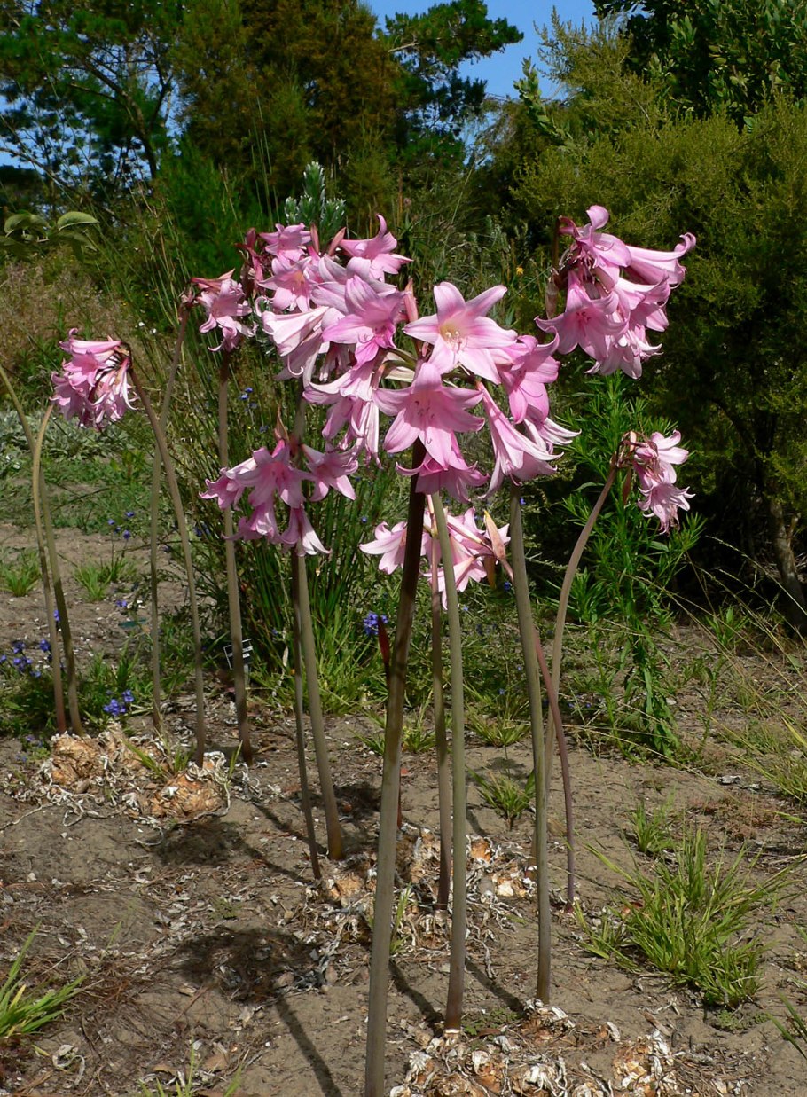 Амариллиса белладонна Amaryllis Belladonna