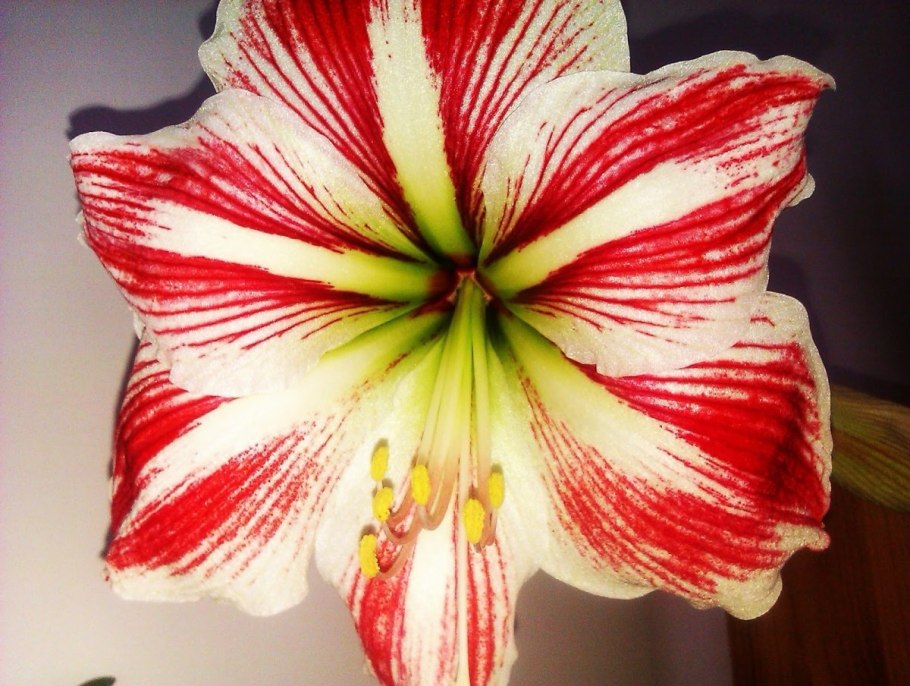 Гиппеаструм амариллис белый