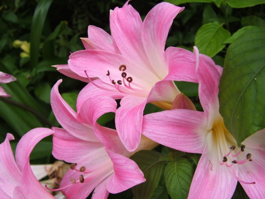 Amaryllis belladonna