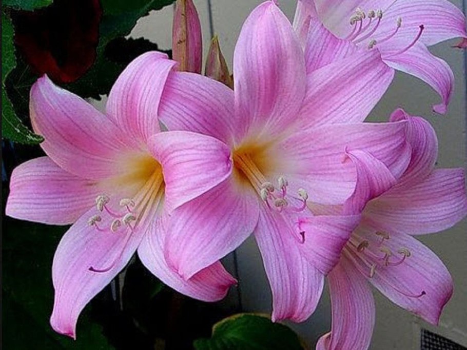 Амариллис белладонна садовый