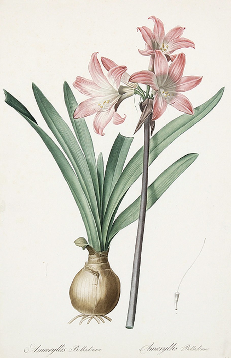 Гиппеаструм амариллис оранжевый