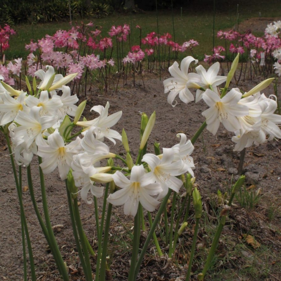 Амариллис беладонна Флора Южной Африки