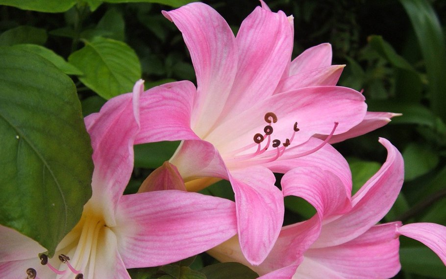 Комнатный цветок красавка