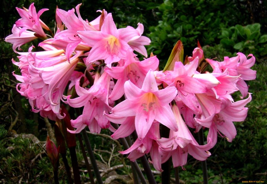 Амариллис (гиппеаструм) белладонна