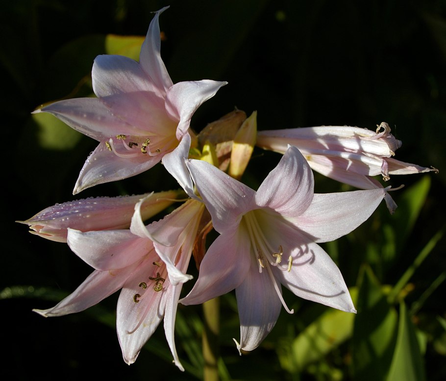 Amaryllis belladonna
