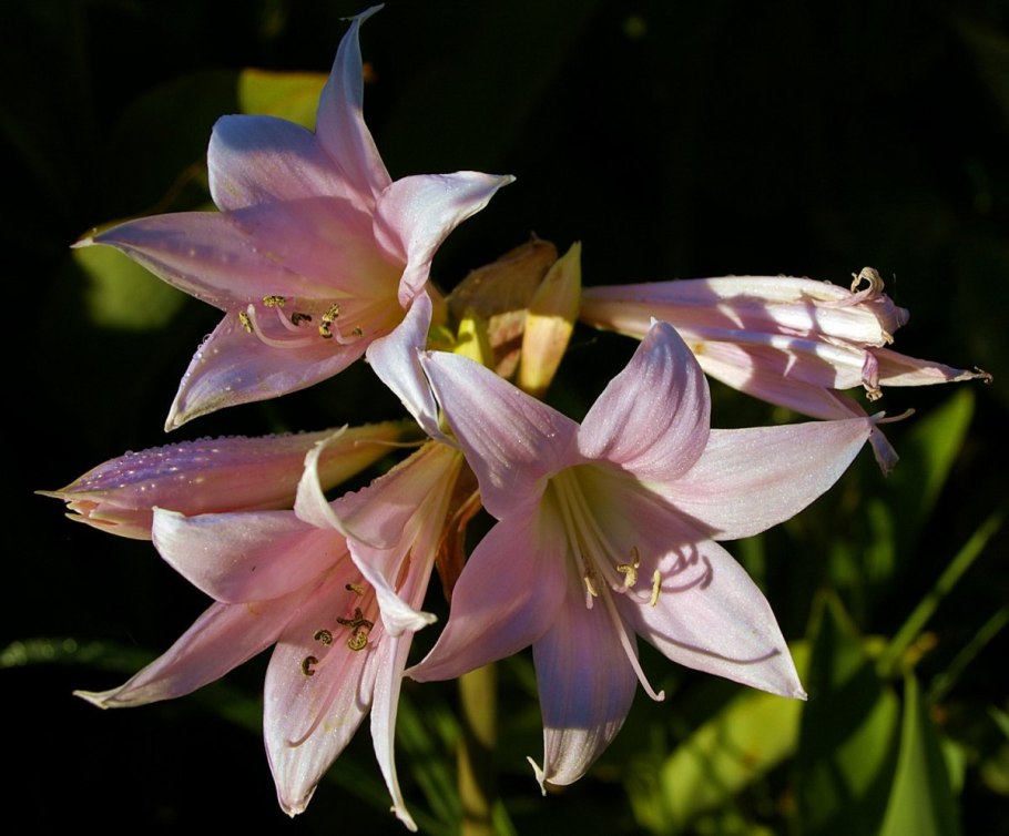 Амариллис беладонна