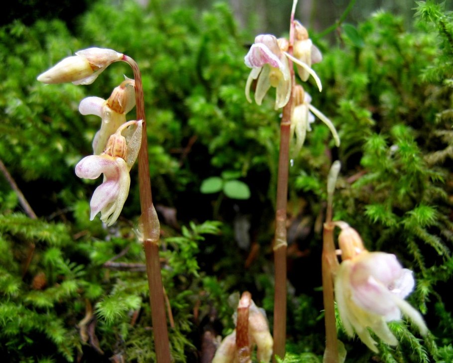 Лесная орхидея
