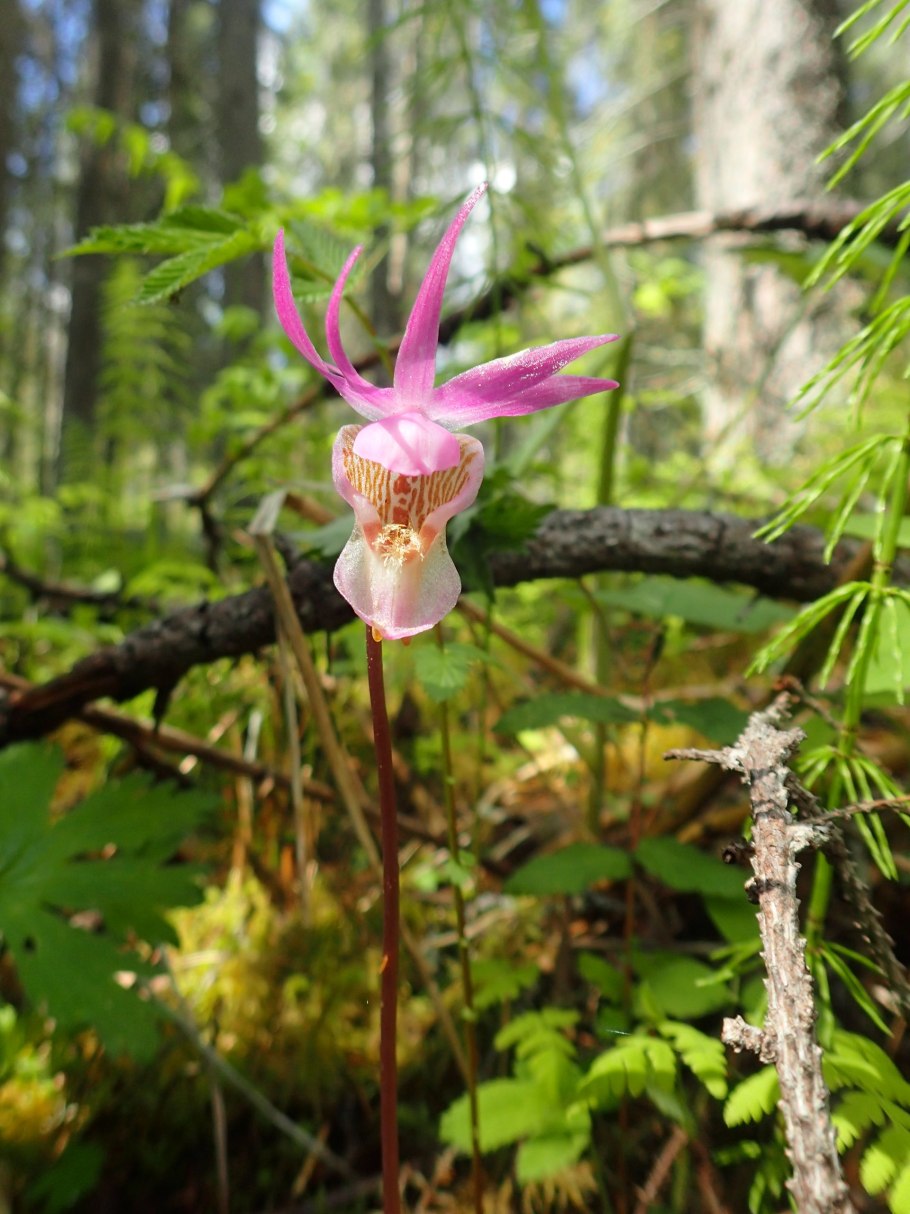 Ghost Orchid (Epipogium aphyllum)
