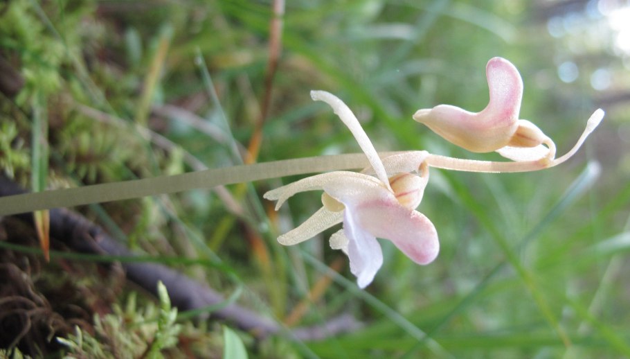 Орхидное — Надбородник безлистный