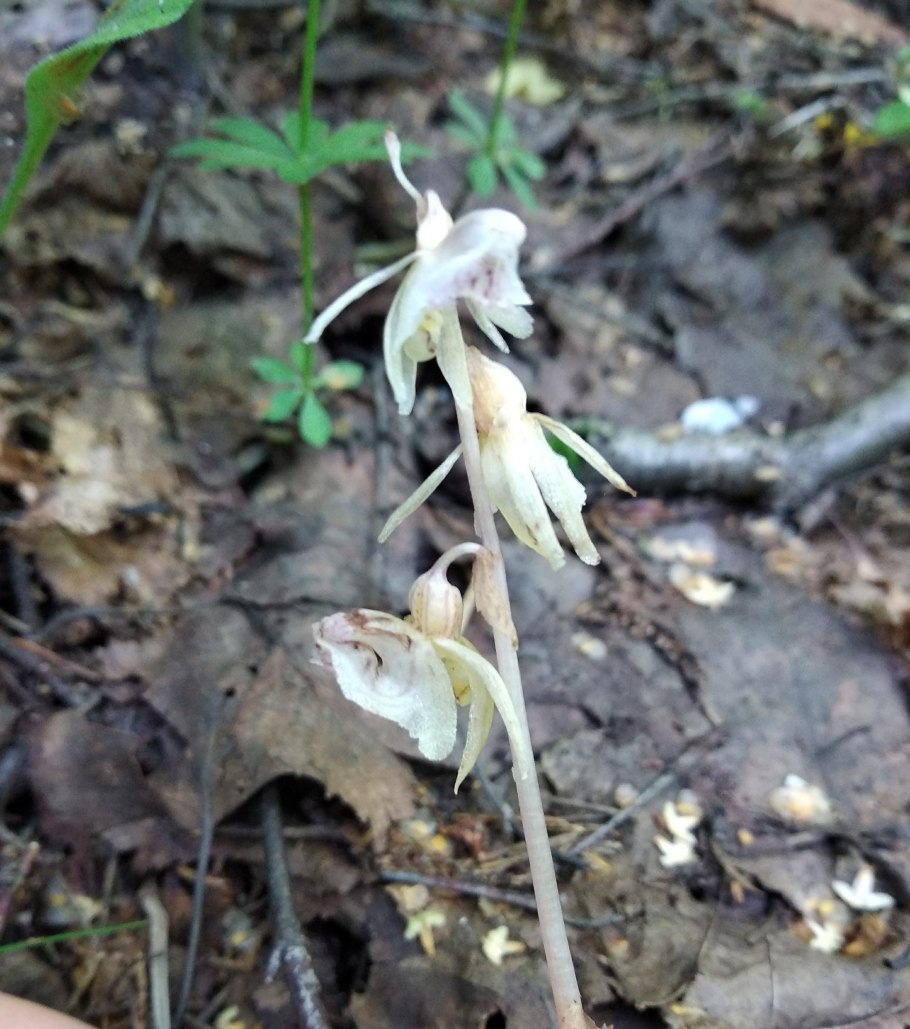 Необычные орхидеи