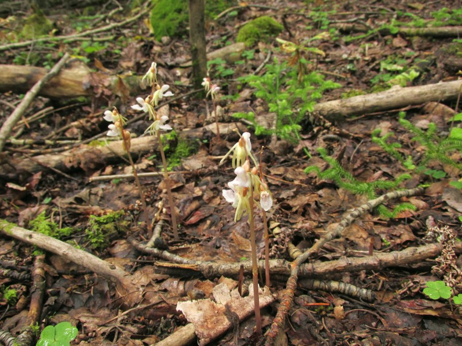 Cynanchum aphyllum Liana