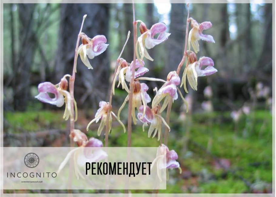 Надбородник безлистный epipogium aphyllum