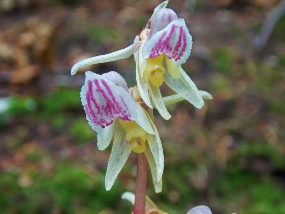 Надбородник безлистный (Epipogium aphyllum)