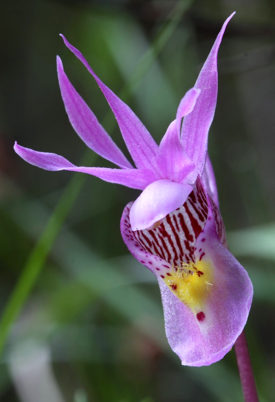 Fairy slipper orchid