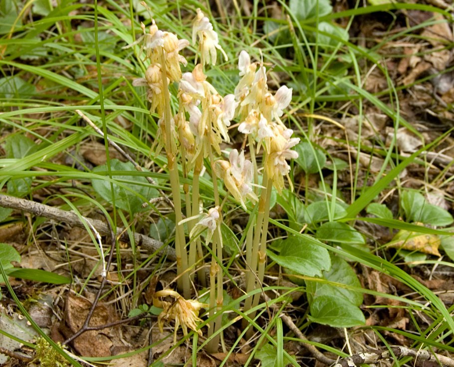 Подъельник обыкновенный monotropa hypopitys
