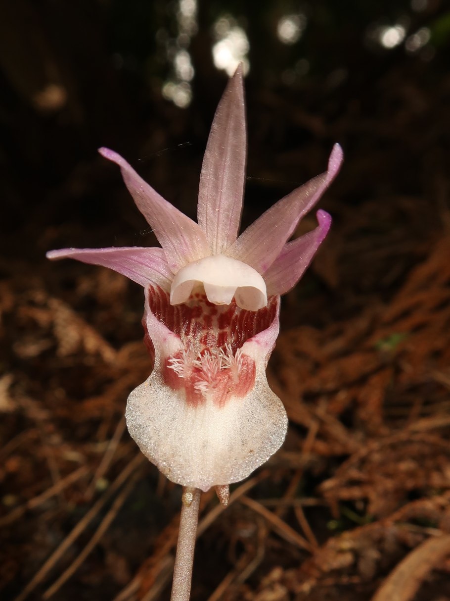Cryptostylis Hunteriana