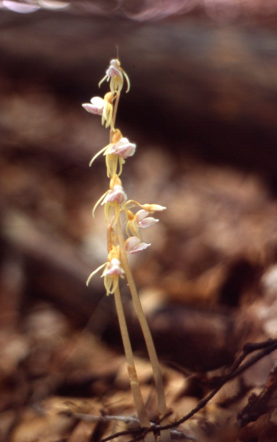 Горные орхидеи Северного Кипра