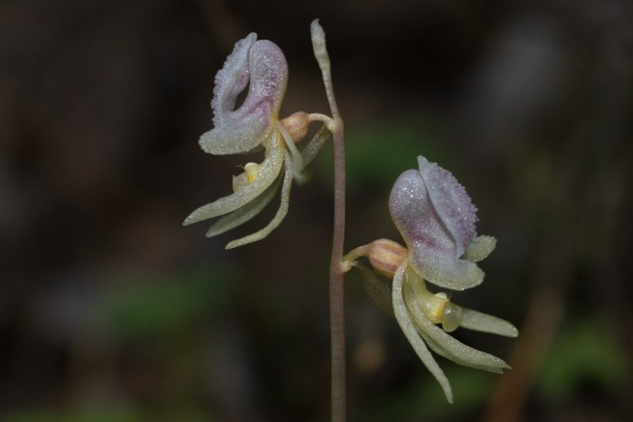 Орхидея Надбородник