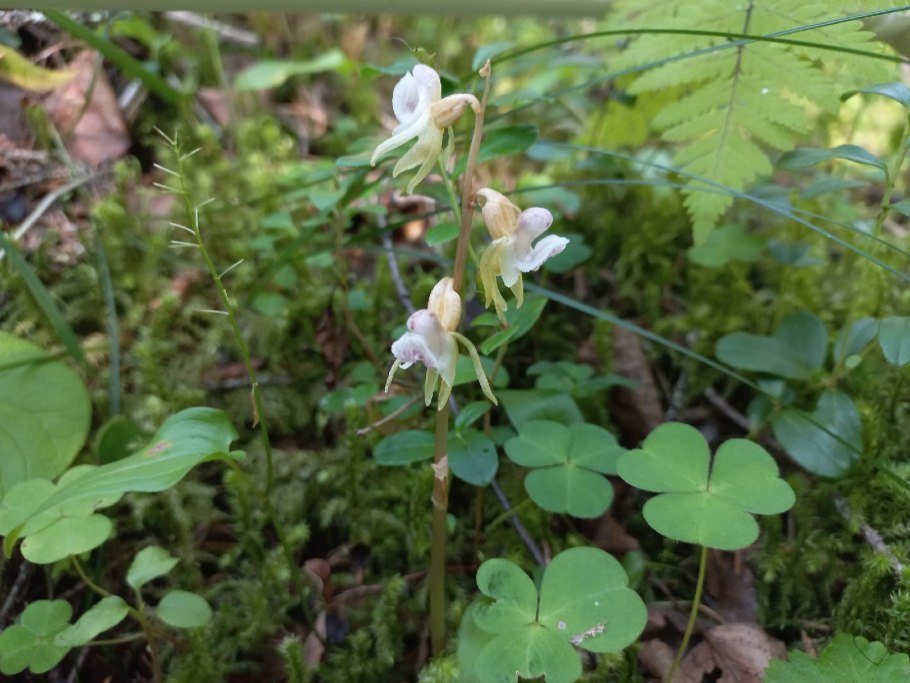 Любка Фрейна,