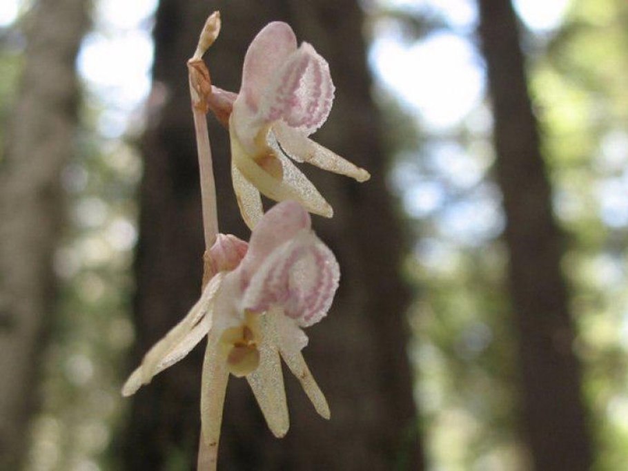 Цветок Калипсо луковичная