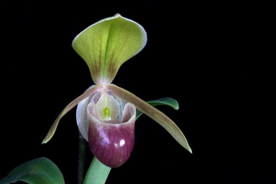 Paphiopedilum helenae