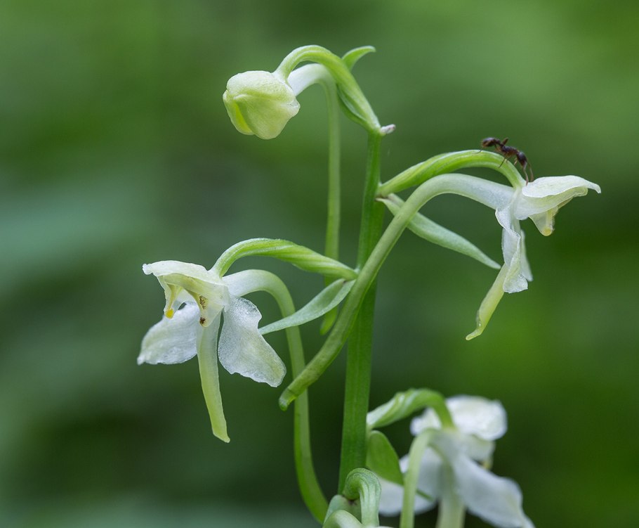 Platanthera chlorantha