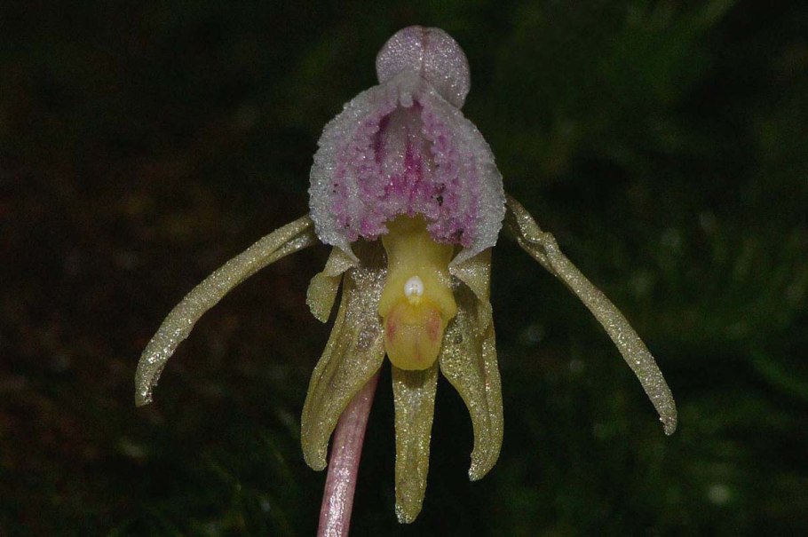 Калипсо клубневая